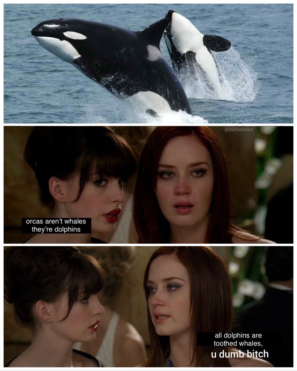 awhalefact's tweet photo. because it still needs to be said https://t.co/GDTz3VDAwC