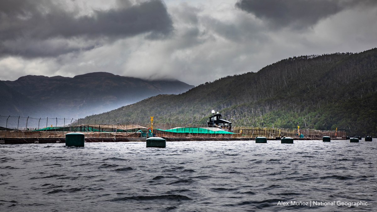La reserva nacional Kawésqar está invadida por 67 salmoneras. Trajeron el Virus ISA, toneladas de basura y excedieron sus límites de producción. Esperamos que Pdte. <a href="/GabrielBoric/">Gabriel Boric Font</a> acoja la petición de comunidades Kawésqar para declararla parque nacional sin salmoneras.