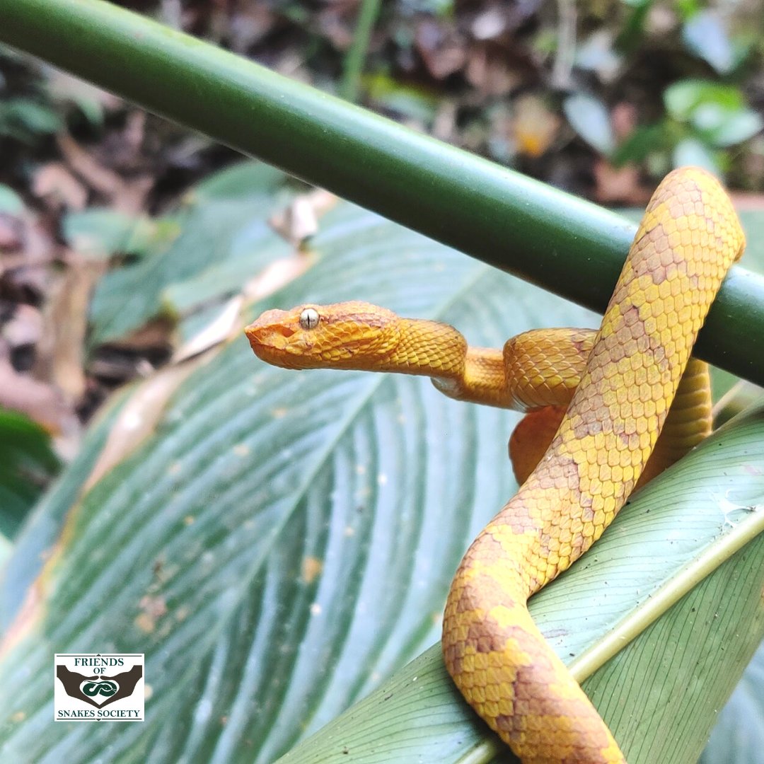 Friends of Snakes tweet media
