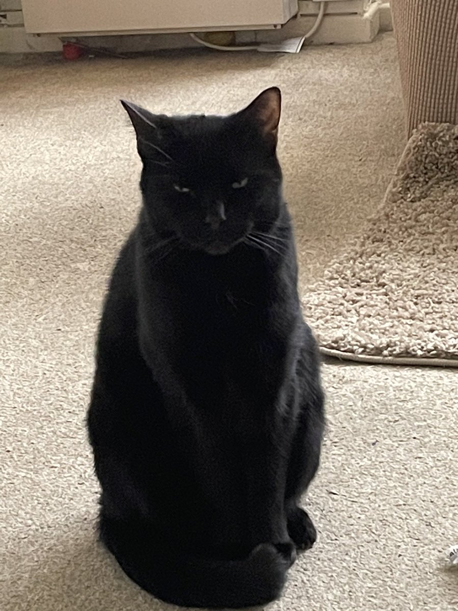 Mazzaleeds's tweet photo. He just watches me……hoping I make a mistake #radebe #CatsOfTwitter https://t.co/oT5kOMsLdJ