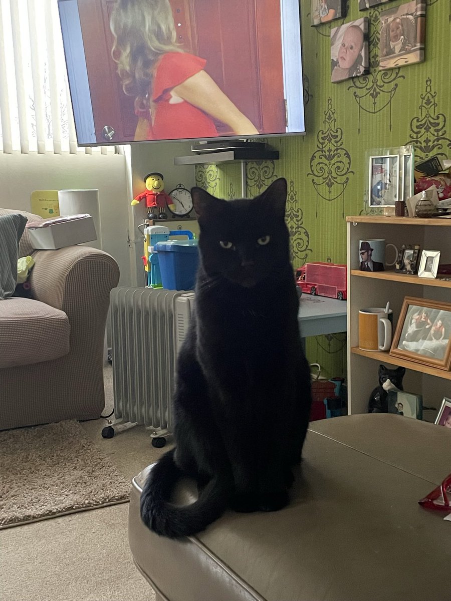Mazzaleeds's tweet photo. He just watches me……hoping I make a mistake #radebe #CatsOfTwitter https://t.co/oT5kOMsLdJ