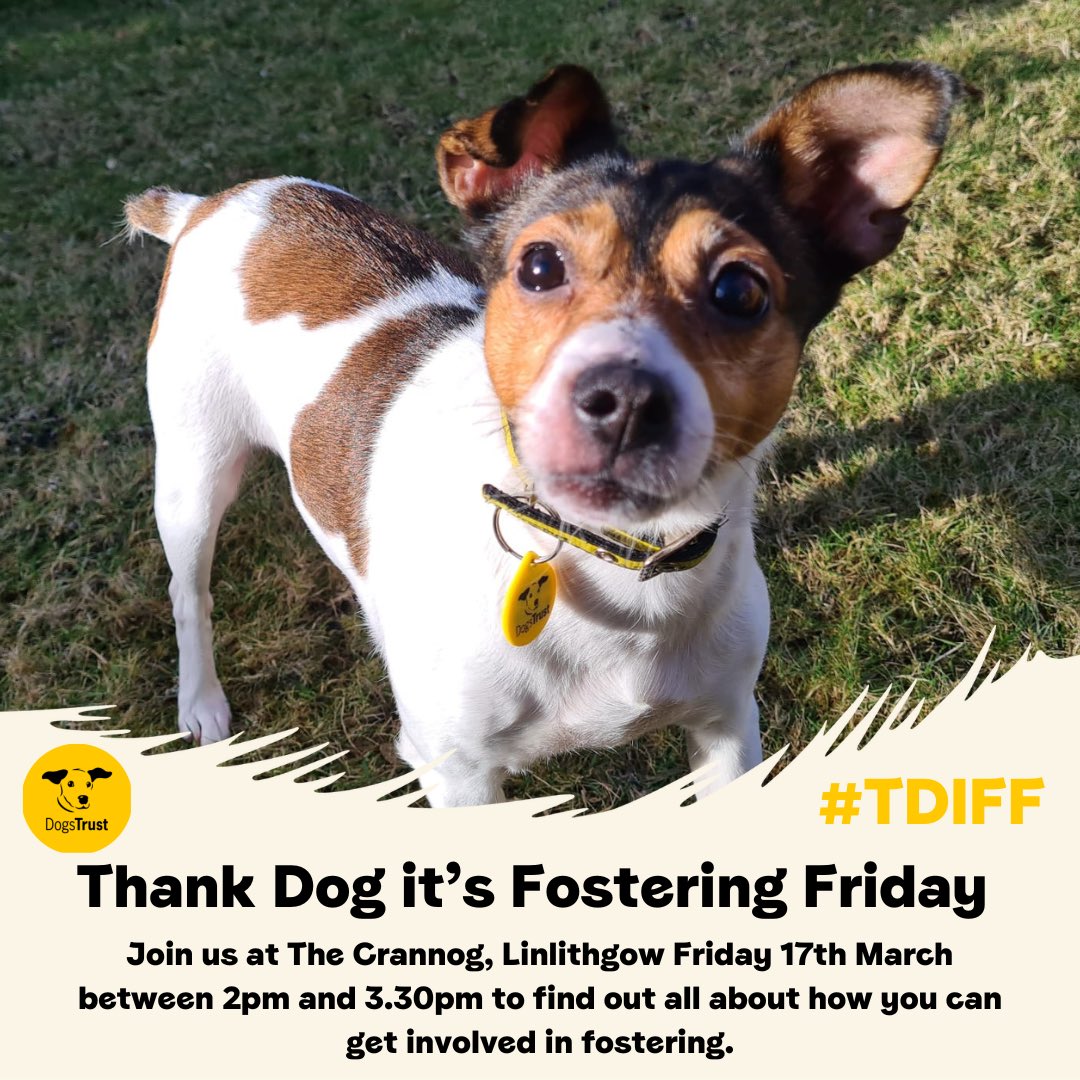 Only 4 days to go until or TDIFF event in Linlithgow! 🐾
Come and find out how you could help dogs like Neena who will be going to her fur-ever home soon 🏡 
@dogstrust #foster #tdiff #event #findoutmore #jackrussell #homefromhome