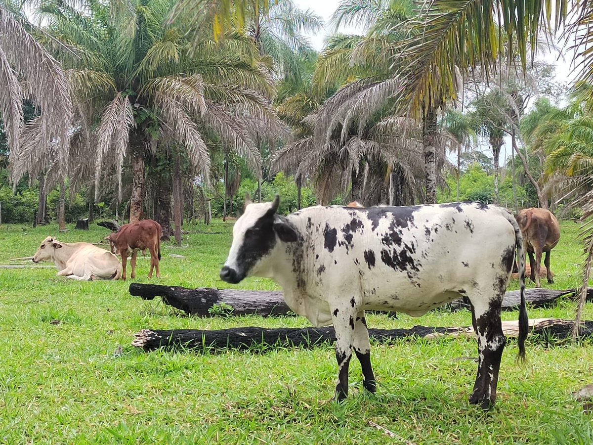 🙌🏽En Concepción, #SantaCruz , trabajamos #juntos para una #ganadería #sostenible 

🔗Iniciativas de <a href="/FAOBolivia/">FAO Bolivia</a> implementadas en la Chiquitania cuentan con el apoyo fundamental de <a href="/UEenBolivia/">Unión Europea Bolivia</a> @SueciaEnLaPaz <a href="/fanbolivia/">FAN Bolivia</a> <a href="/NaturaFundacion/">FundacionNatura</a> #GIZ <a href="/AVSFlatam/">AVSF - Agrónomos y Veterinarios Sin Fronteras</a> <a href="/FCBCfundacion/">FCBC</a>