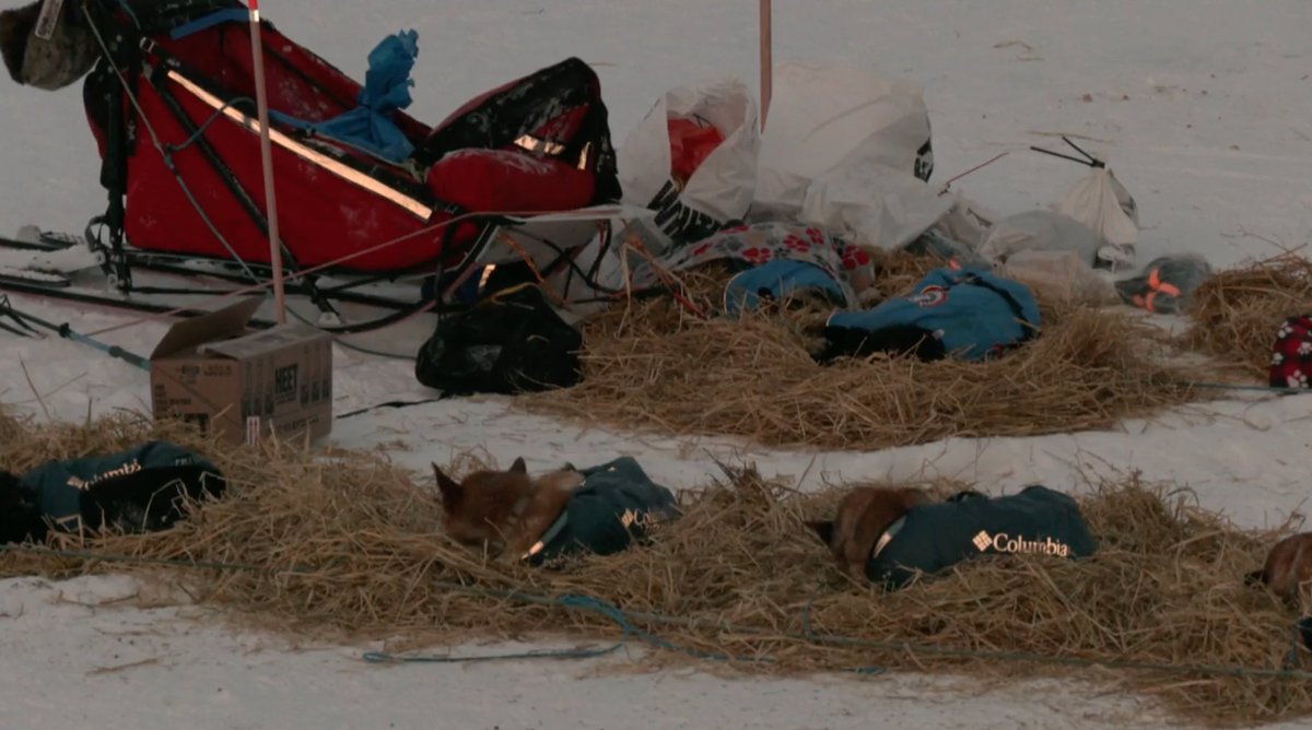 FionaWonderCat's tweet photo. Snoozin, cozy pups! I think they're on #MatthewFailor's team with #JessieHolmes' team in the background https://t.co/UwG1akToos
