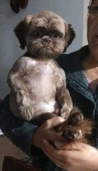 alcrsk's tweet photo. levei meu cachorro no petshop pra corta os pelo e agora ele está parecendo uma criança perdida https://t.co/Mfqn6S78YY