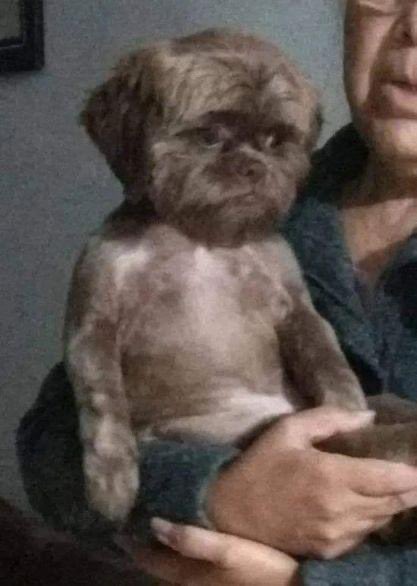 alcrsk's tweet photo. levei meu cachorro no petshop pra corta os pelo e agora ele está parecendo uma criança perdida https://t.co/Mfqn6S78YY