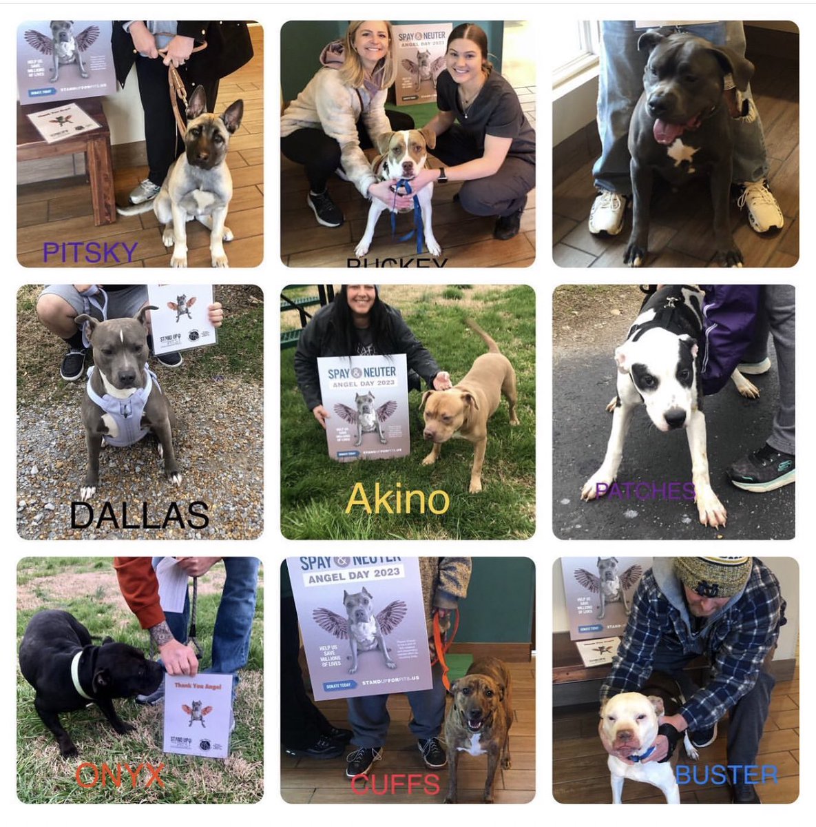 Stand Up For Pits Foundation, Inc on Twitter "All these beautiful