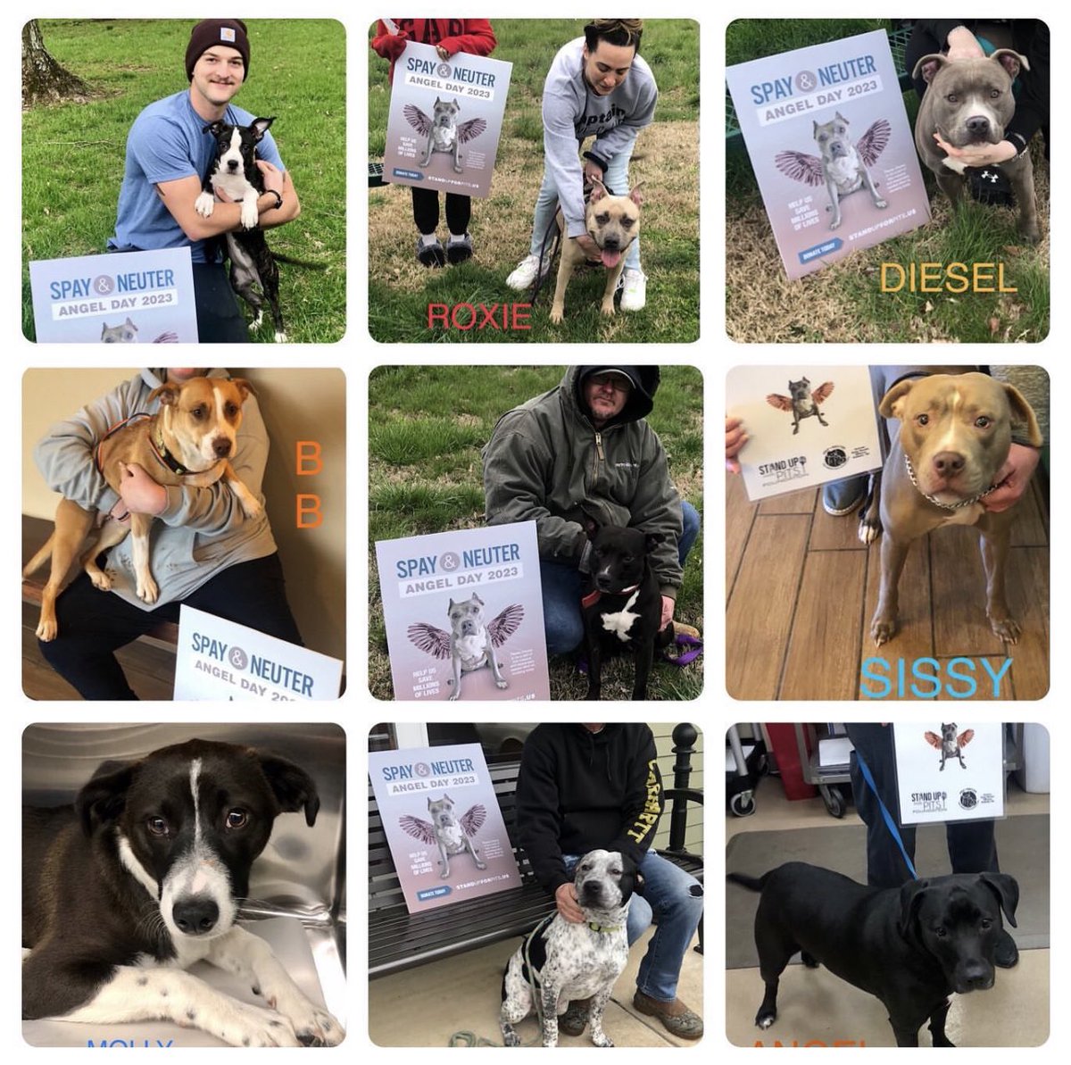 Stand Up For Pits Foundation, Inc on Twitter "All these beautiful