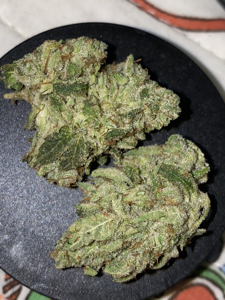 itslamilam's tweet photo. 🍃🍃🔥 TERPS TUESDAY 🔥🍃🍃
Who doesn’t love terps? … I know I do 👌🏾
📷: GG No. 4 😮💨
#Mmemberville #CannabisCommunity
#WeedLovers #cannabislife #smokesumn
#KushQueen✨🍃💨 #ReeferKeeper #weed https://t.co/wpg0guMHvg