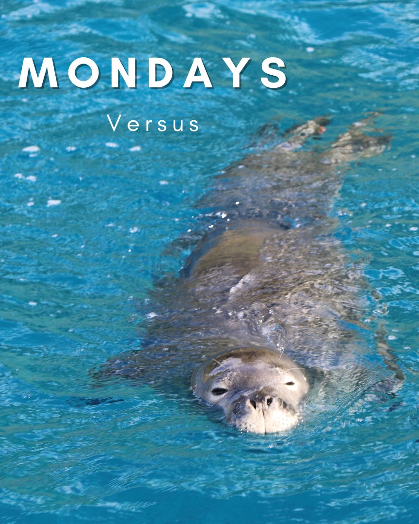 DolphinsAndYou's tweet photo. Are you a Monday person or a Friday person? #seals #monkseals https://t.co/RRo0a5HqMz