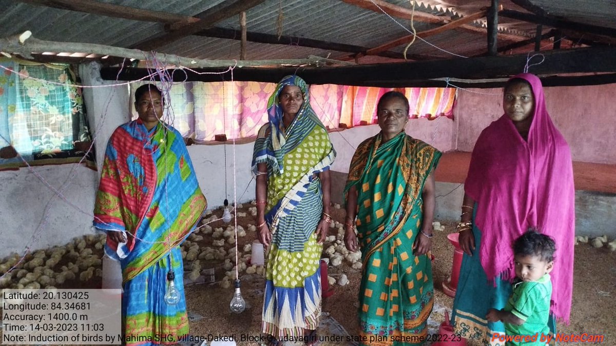 bighnaraj_swain's tweet photo. Induction of broiler chicks by MAHIMA WSHG of G.Udayagiri block of Kandhamal District which is inspected by Block Veterinary Officer, G.Udayagiri #WomenEmpowerment #Farddepartment #MoSarkar #5T #SecyChief https://t.co/bVp7wAmE8W