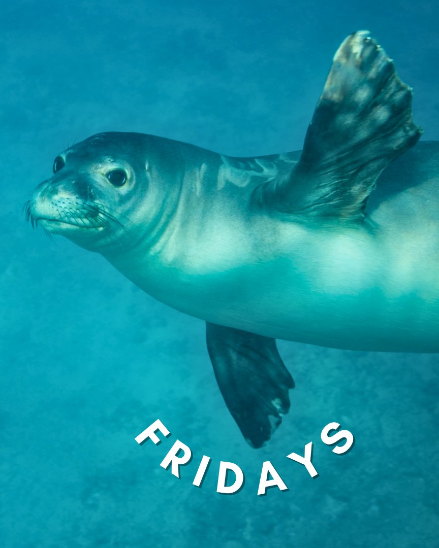 DolphinsAndYou's tweet photo. Are you a Monday person or a Friday person? #seals #monkseals https://t.co/RRo0a5HqMz