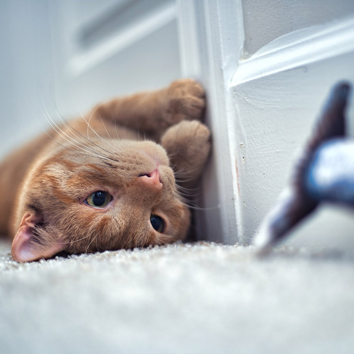 ¿Sabes detectar las situaciones que causan #estrés a tus pacientes #felinos? #DinbeatUNO® es el primer #arnésmultiparamétrico que te ayuda a identificarlas sin cables y en tiempo real, controlando así su #bienestar.