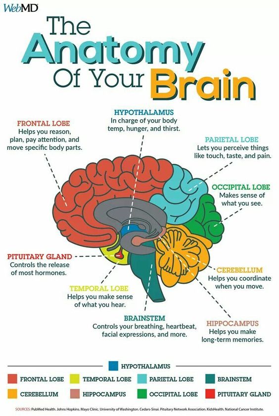neuronpowers's tweet photo. The anatomy of your brain

Did you know all their functions? https://t.co/SUokCzekSy