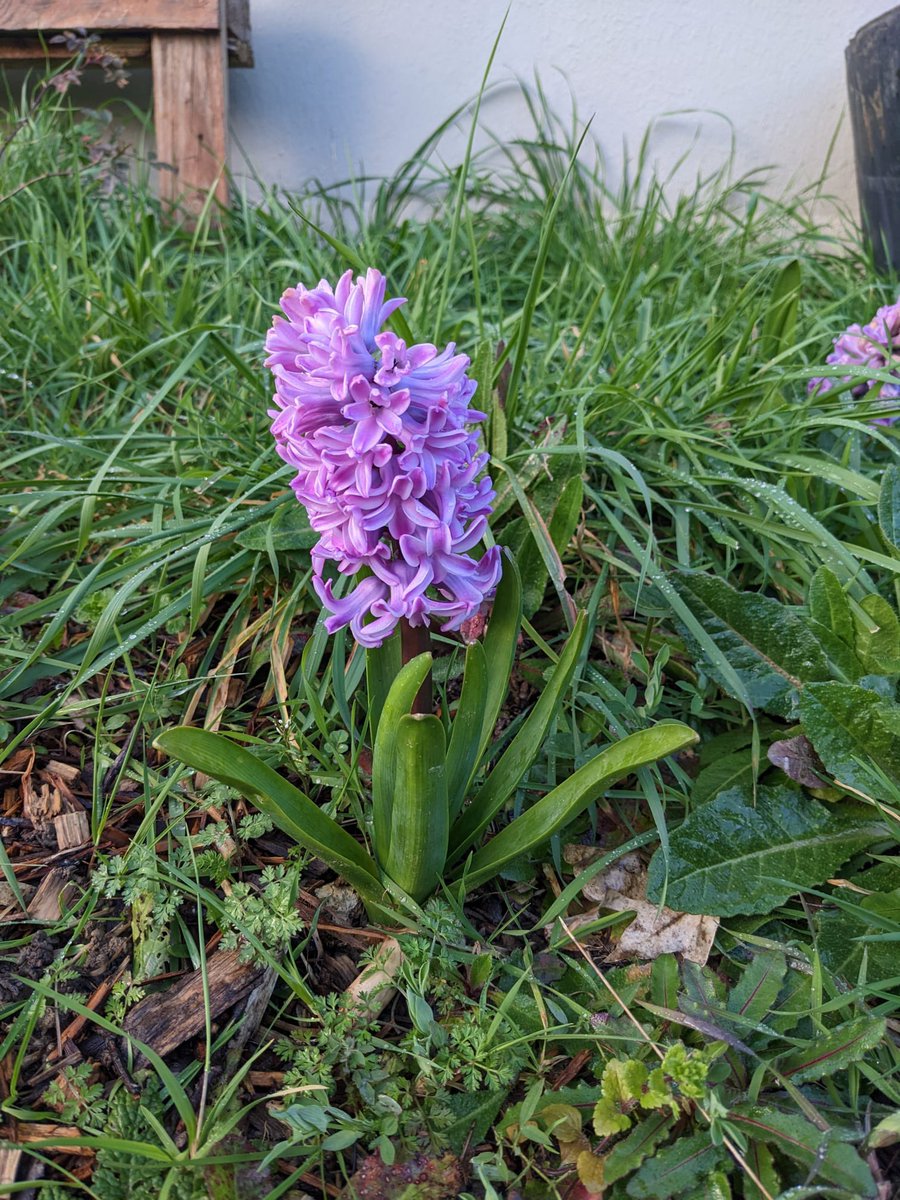 lesegrais's tweet photo. Le printemps arrive et le jardin du collège s’anime☀️🌸🌷🦜… grâce aux créations des élèves et à Mme Kunstler ! https://t.co/QTParQD9Xq