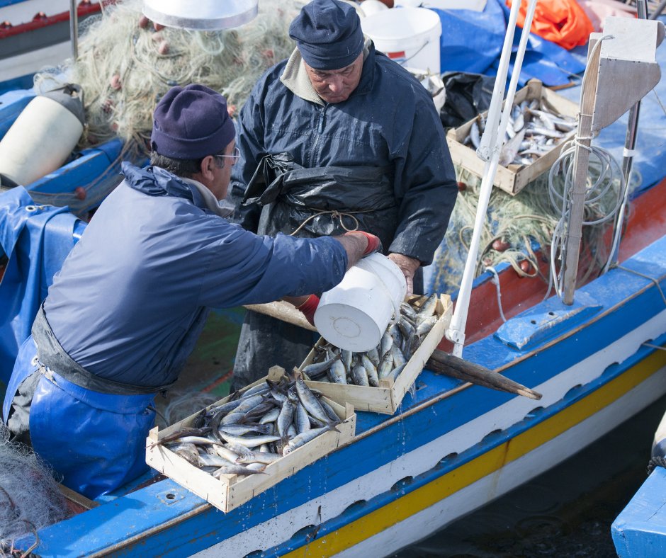 fai_cisl's tweet photo. #Pesca 🎣Fai-Flai-Uila: "Bene proroga termine presentazione domande di #indennità per #fermopesca 2022, ora il #Governo convochi urgentemente tavolo sulla #Cisoa".
@SocialMasaf @Palazzo_Chigi
📄➡️https://t.co/tzKGXu0Myi https://t.co/jRHl4AE0Re