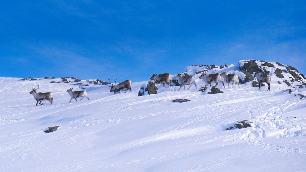 Al Powell tweet media