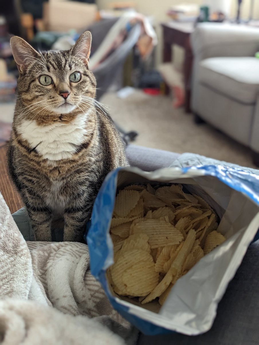 FNDungeonMom's tweet photo. Mother I desire the chips - #fishkitty https://t.co/xcDmoAKmPx