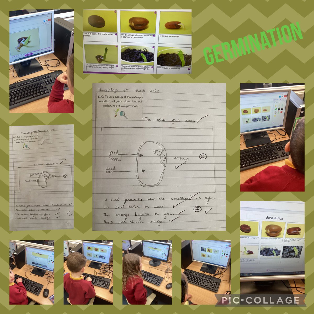 FRISroom13's tweet photo. Learning about germination and using Purple Mash to sequence events from bean germination. We also drew and labelled a cross section of a bean. βοΈπ± #frisscience https://t.co/mvVBCcONqQ