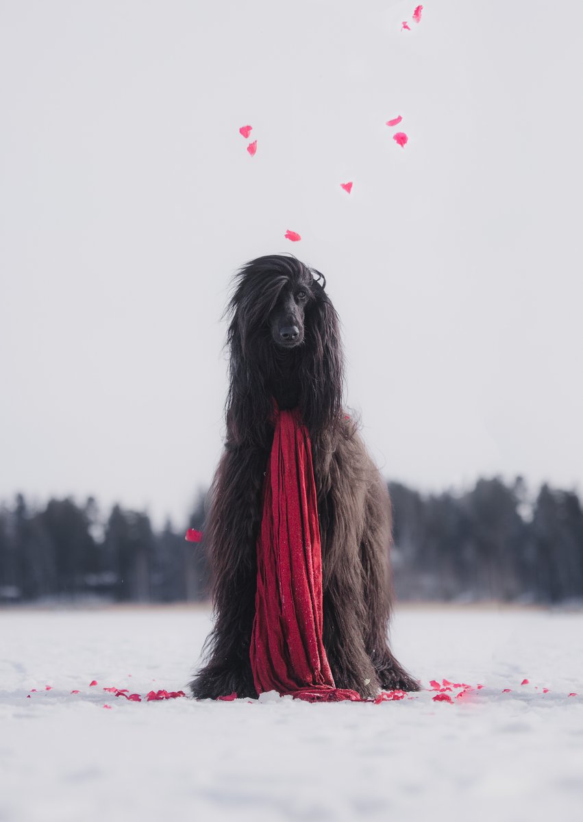 KuikkaSalla's tweet photo. #DechartGames #MarchDechArt prompts,
Day 11 - Love
Not my doggo btw, this one is a rather young little princess named Vesta whose owner kindly brought her in for this project. https://t.co/4bGSr5ARKO