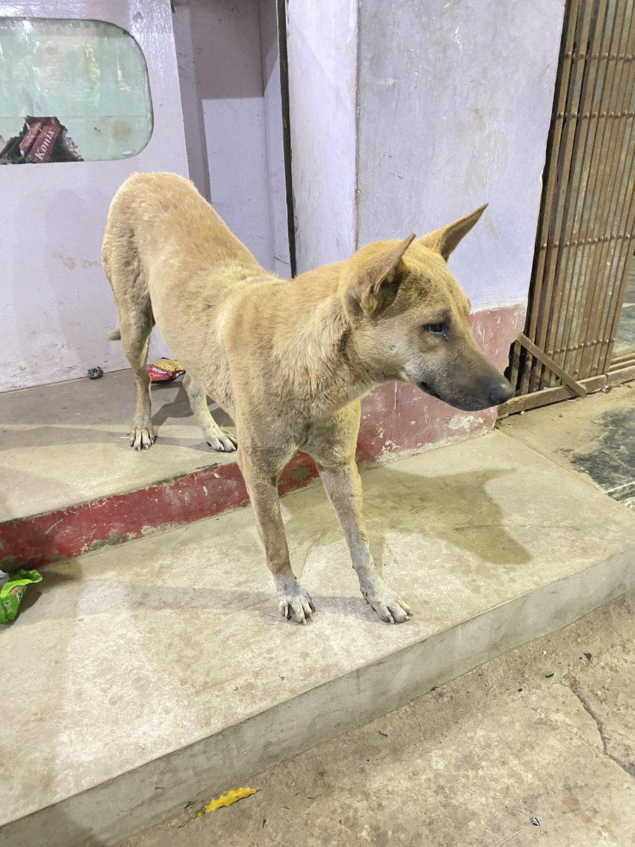 rajesh_dogs's tweet photo. आप सभी का बहुत बहुत आभार 🙏 join my youtube link https://t.co/9qhm0NQrxw #DogLover #dogscare #caredogs #dog #streetdog https://t.co/8qP1N6bysE