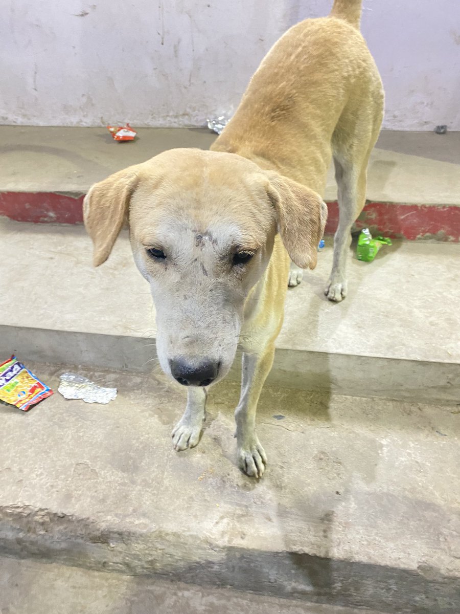 rajesh_dogs's tweet photo. आप सभी का बहुत बहुत आभार 🙏 join my youtube link https://t.co/9qhm0NQrxw #DogLover #dogscare #caredogs #dog #streetdog https://t.co/8qP1N6bysE