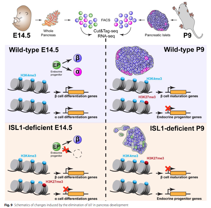 LukasValihrach's tweet photo. 👇So proud and happy to see this published 👇
ISL1 controls pancreatic alpha cell fate and beta cell maturation https://t.co/nkG6uSyH9e 
Great collaboration with @PavlinkovaLab and our first experience with CUT&amp;Tag-seq🧬🥳
@labgenex @IBT_CAS @BIOCEV_science https://t.co/AYt9HiBxHD