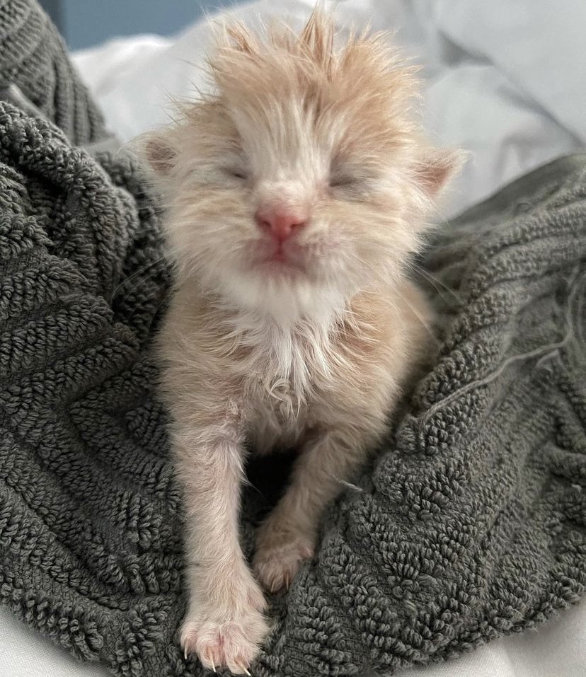 On Twitter RT HumSmilbo Soo Eepy I Cannor Keep My Eye on-twitter-rt-humsmilbo-soo-eepy-i-cannor-keep-my-eye