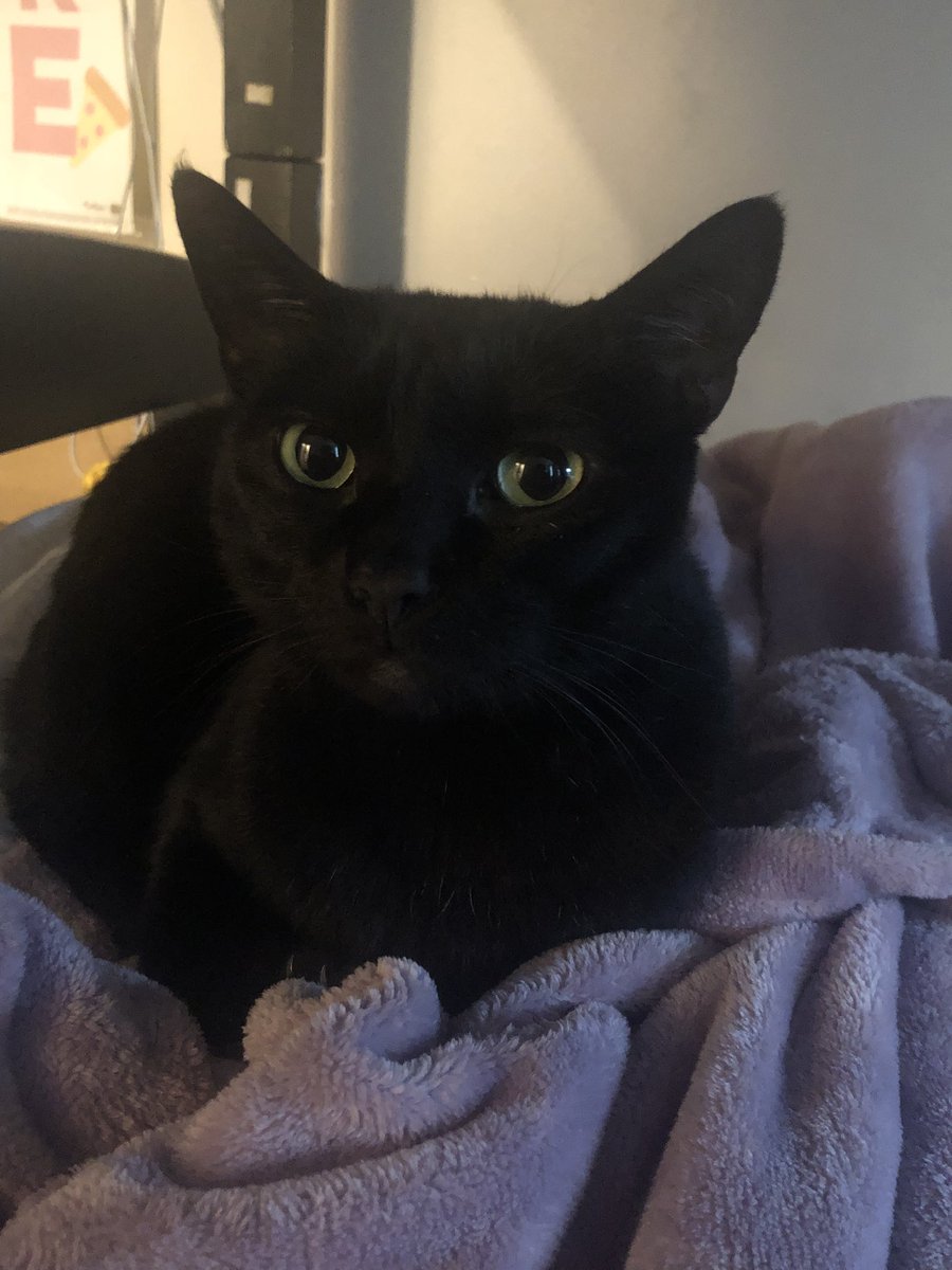 Random_CatBoi tweet media