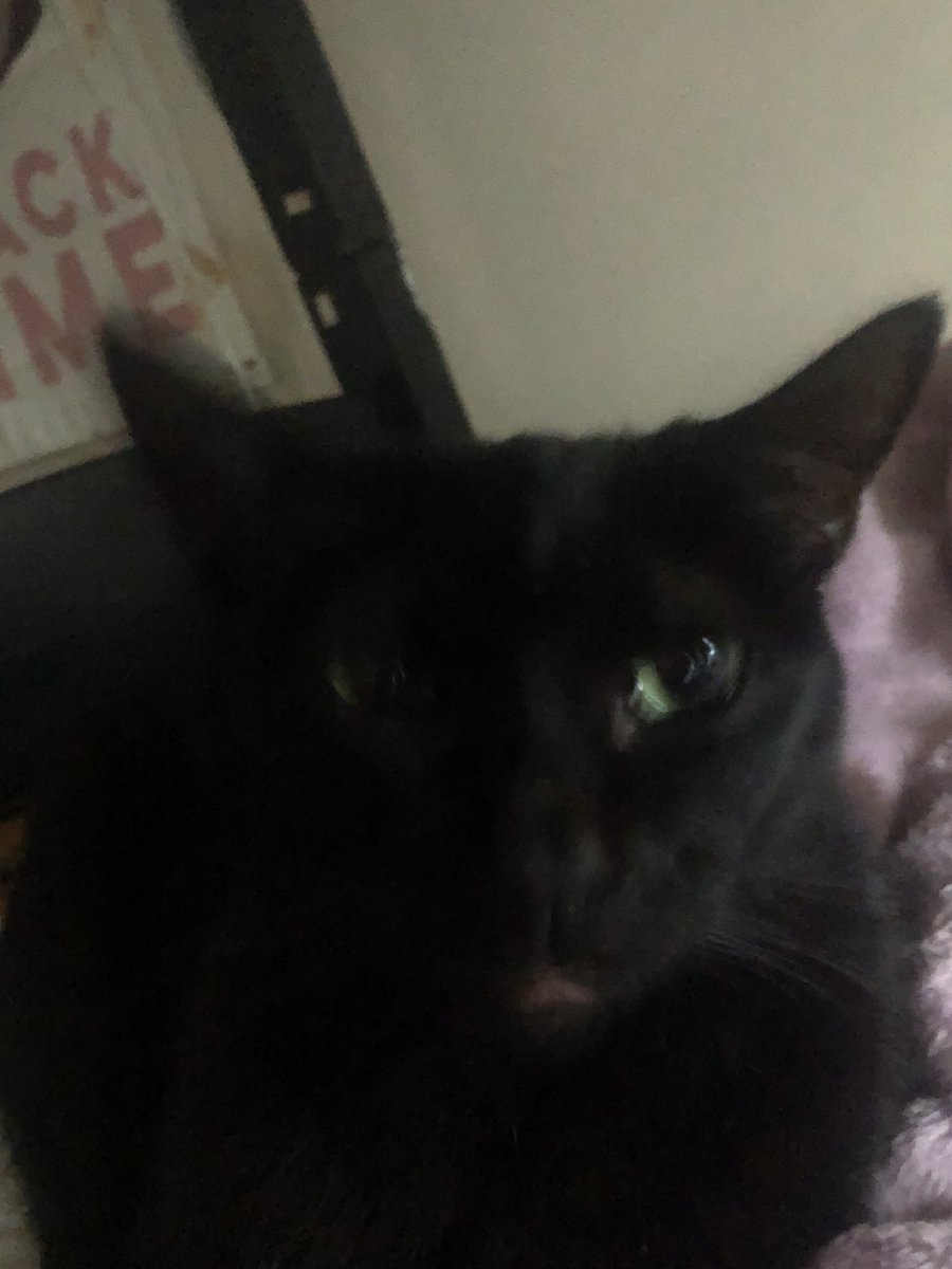 Random_CatBoi tweet media