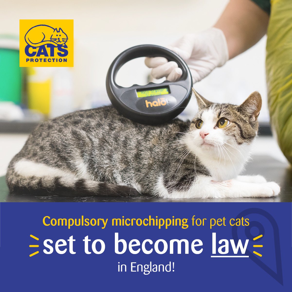 RLong_Bailey's tweet image. Following years of campaigning from @CatsProtection microchipping for pet cats is becoming compulsory in June 2024! This will mean more lost cats can be reunited with their families. Very proud to have supported this campaign. #MicrochipsReunite