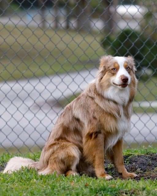 OliviaMMeyer1's tweet image. Thought I’d finally introduce my stinker butt Aussie w a tail, Tucker, to the group! This boy sure knows how to keep me on my toes. Love looking at the adorable Aussies in this group! Brings a huge smile to my face 🥰

Source: facebook 

#australianshephers #aussiedogs #doglife