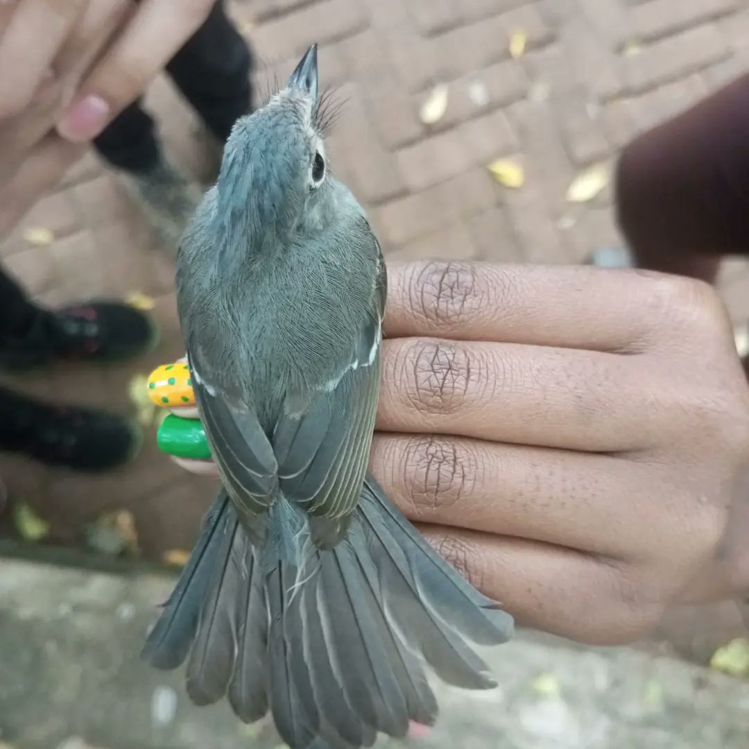 Blue-mantled Crested Flycatcher/ African Crested Flycatcher (Trochocercus cyanomelas) during our Tuesday's bird-ringing session at Nairobi National Museum. 
#birdringing #birdbanding #birdresearch #ornithology