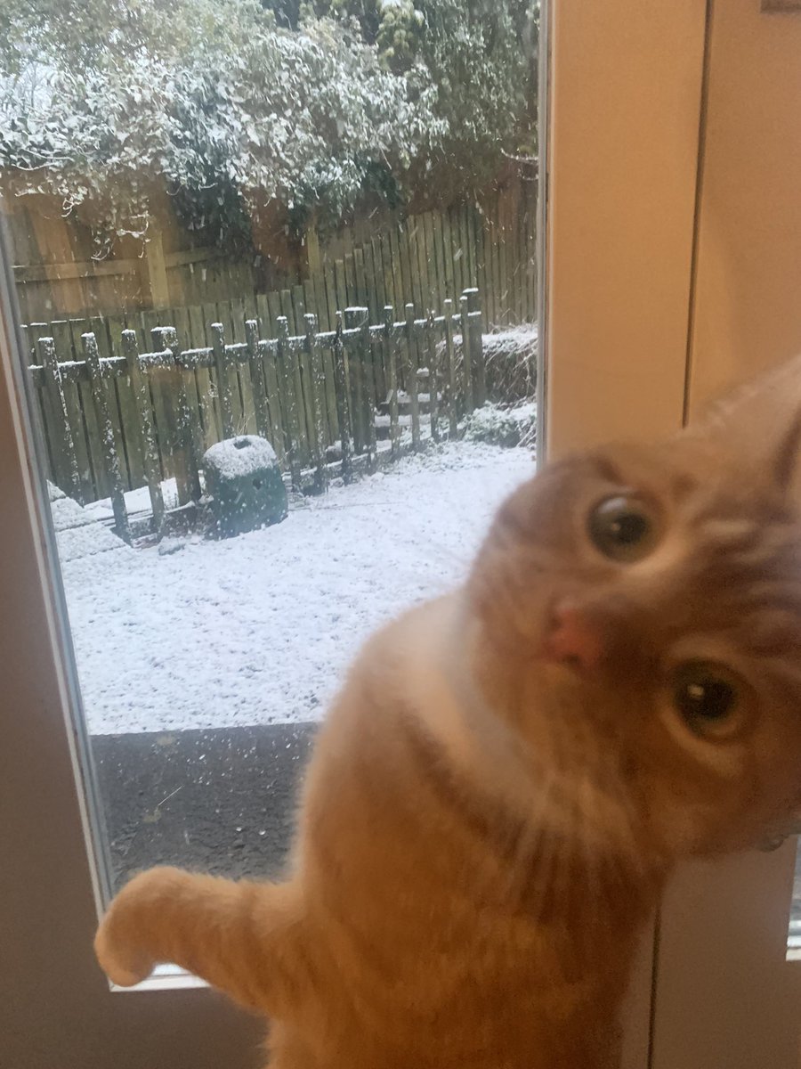 So it’s been snowing in Cumbria a lot recently. Novelty still hasn’t worn off for Tango, apparently