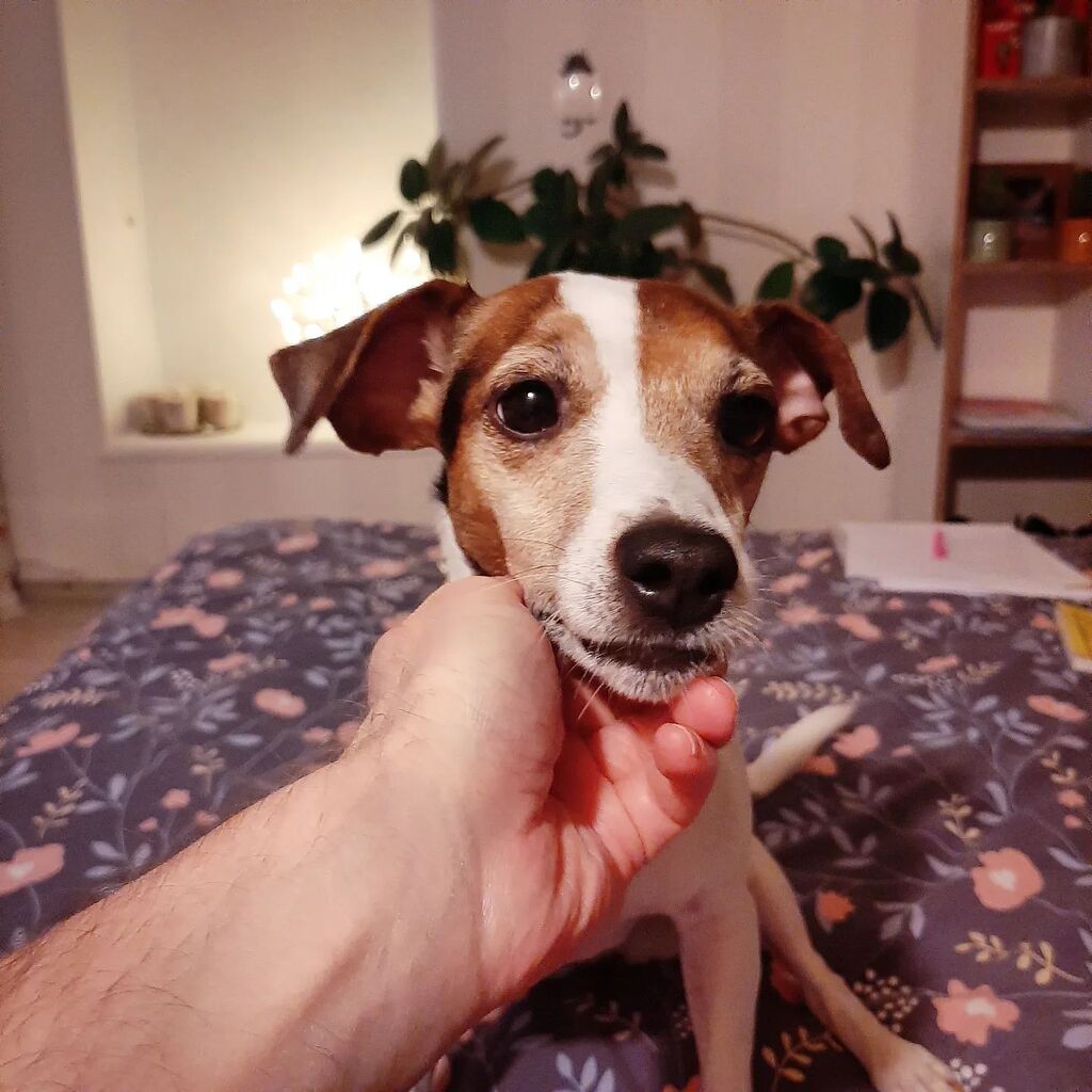 Beleckiy's tweet photo. .
.
#джекрассел #jackrussellterrier #myjrt #jrtofinstagram #jrtlove #ilovemydog #дрт #ilovedogs #nature #dogsofinstagram #jackrussellsofinstagram #pet #jackrussell #dog #собака #jrt #dogs #jackrussellsofig #doglover #jackrussel #джекрасселтерьер #cute #i… https://t.co/QtU5zLi40J https://t.co/z3H6DguRsZ