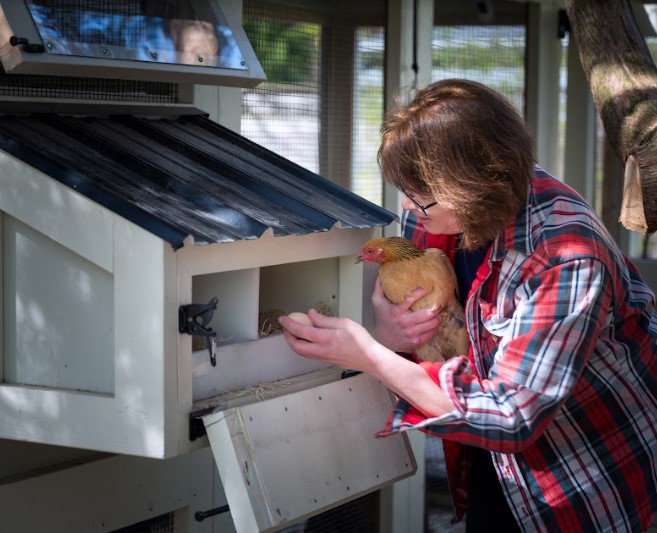 Believe it or not, you can raise chickens in an urban environment. Take my online course this Thursday, March 16 at 6pm CDT. You'll learn the basics from an expert. Details in the link. It's cheap too! #chickens #raisingchickens gathr.com/events/d8156df…