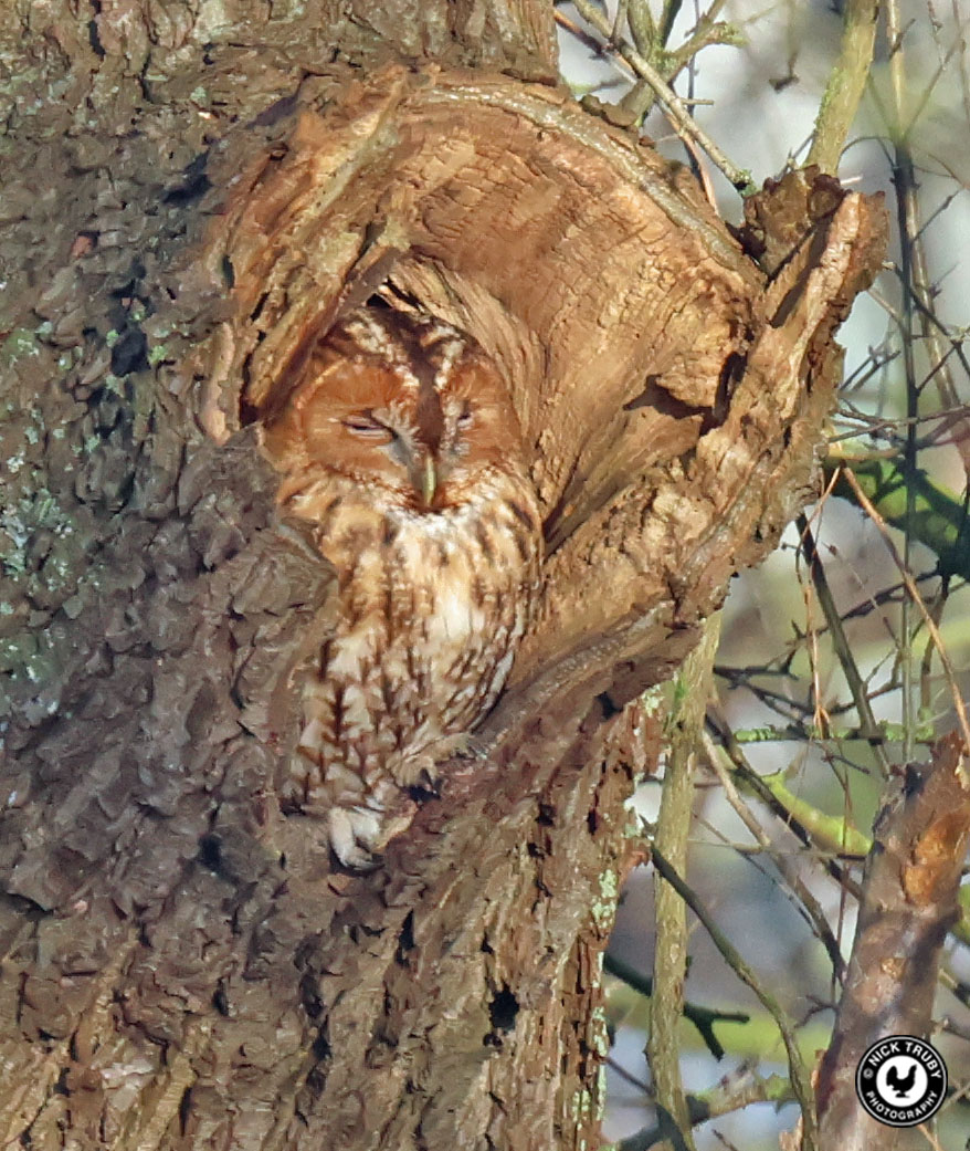 old_caley's tweet photo. My latest blog is published at https://t.co/2i3qJZtXNF and features Owls, Ducks and much more. Thanks for looking as always.
@BirdGuides @Natures_Voice @CambsBirdClub @Draycotebirding @WWTworldwide #nenewashes #owl #birdphotography #birdblog https://t.co/BMU1GnJXOK