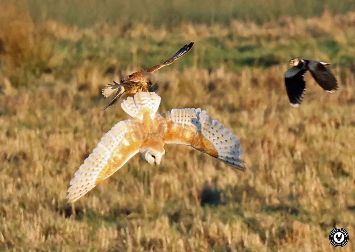 old_caley's tweet photo. My latest blog is published at https://t.co/2i3qJZtXNF and features Owls, Ducks and much more. Thanks for looking as always.
@BirdGuides @Natures_Voice @CambsBirdClub @Draycotebirding @WWTworldwide #nenewashes #owl #birdphotography #birdblog https://t.co/BMU1GnJXOK