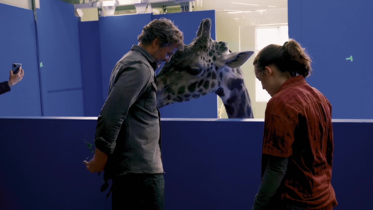 NaughtyNDC's tweet photo. A behind the scenes look at the #TheLastOfUs giraffe scene.

The show used real, trained giraffes. https://t.co/FghH9iZDCy