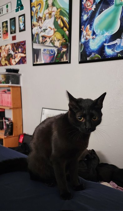 Pet the poosy boss https://t.co/sOaX0cJYmj