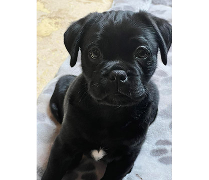APARN's tweet image. New adoptable pug mix puppy:  Pietro - 2 Months - Male Pug Mix - aparn.org/adopt/pietro-2…