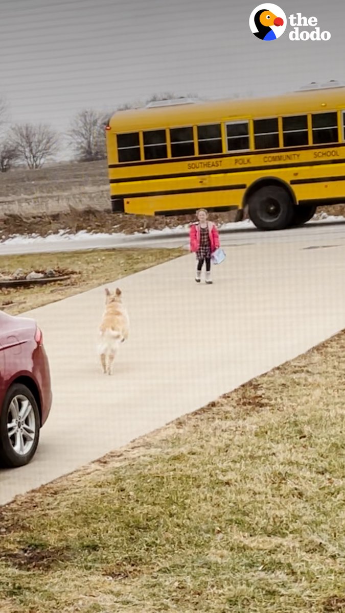 Golden retriever walks his sister to the school bus every morning — and ...