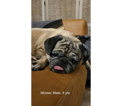 APARN's tweet image. New adoptable pug:  Moose - 4 Years - Male - aparn.org/adopt/moose-4-…