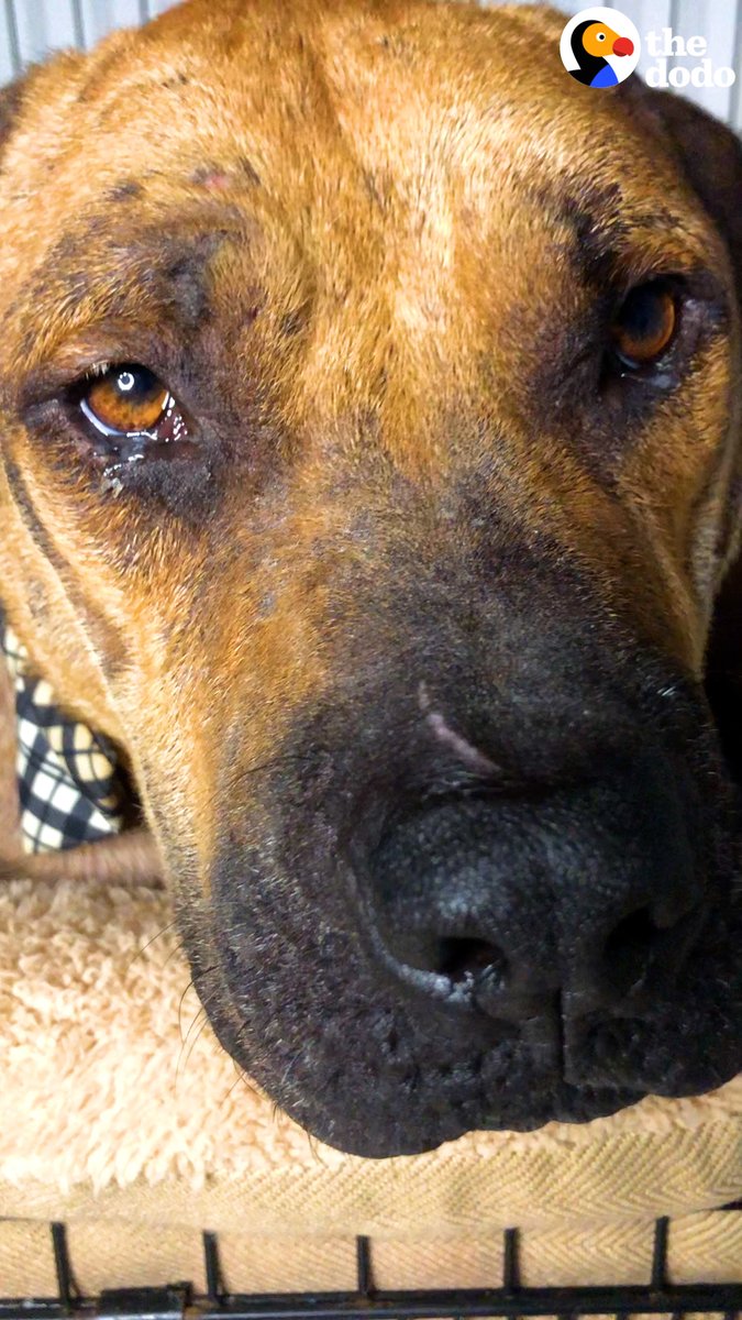 Gebnut on Twitter "RT dodo Dog who was chained up for 4 years meets