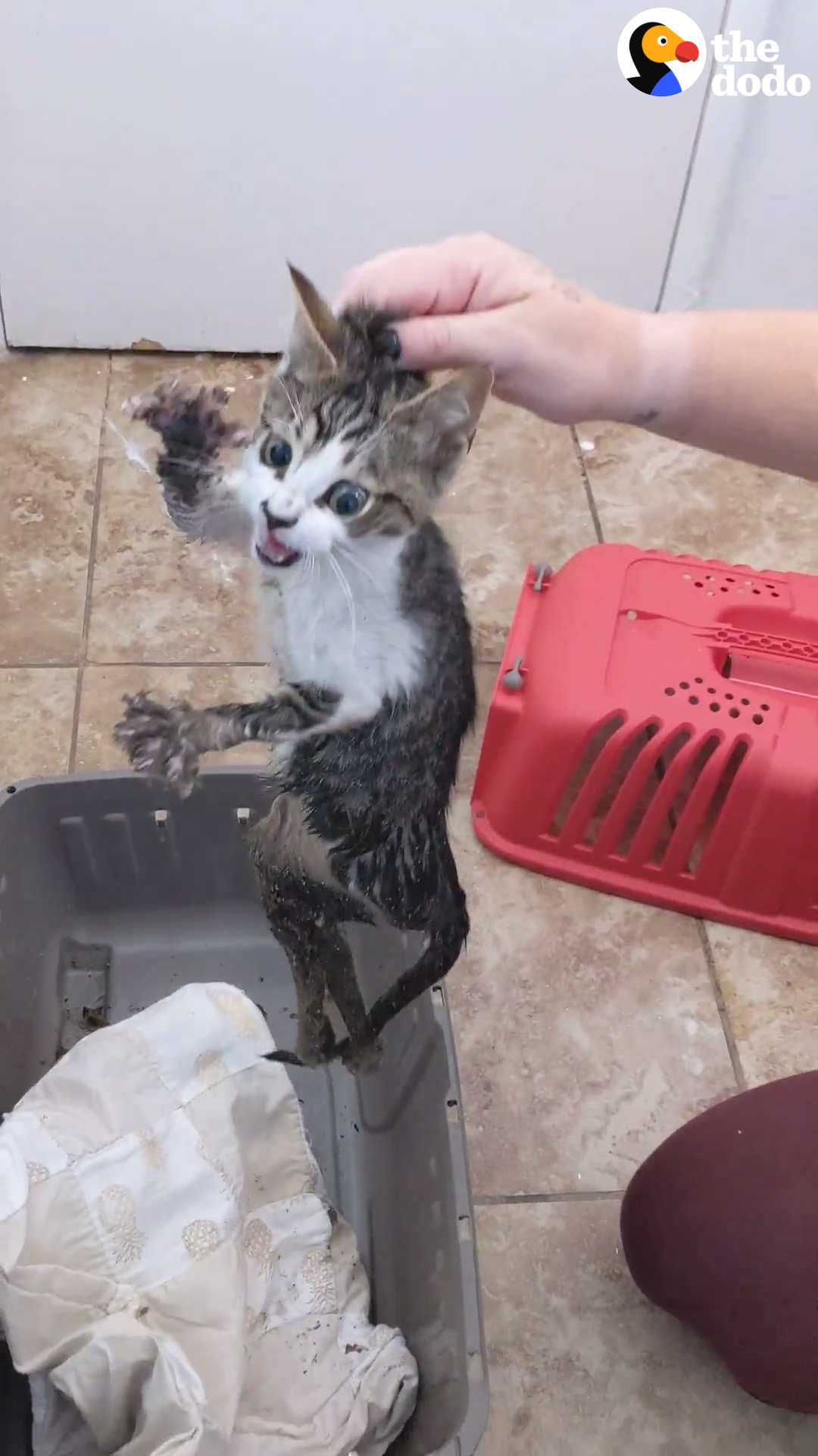 Angriest-Looking Stray Cat Is Actually A Total Sweetie - The Dodo