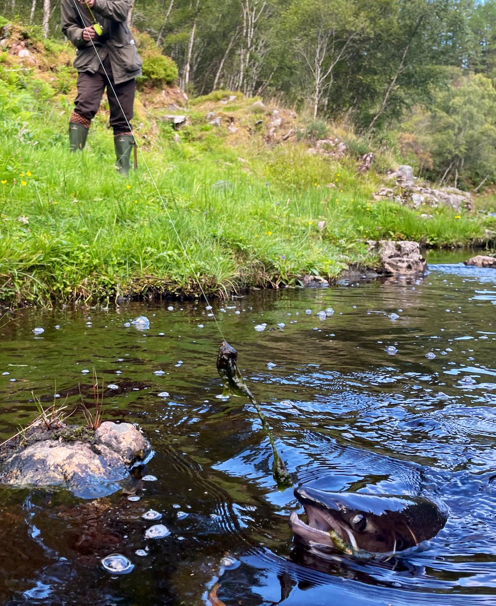 blackgull's tweet photo. blend the angler’s expertise i.e. local knowledge with scientific modelling of numbers #fish caught (sci term: ‘rod exploitation rates’)
#samarch conf day 1
pic: river Shin salmon https://t.co/eVMySqm8UW