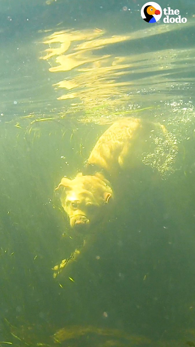 Yellow Lab Floaties Yellow lab loves diving underwater like a seal... and his mom finally ...