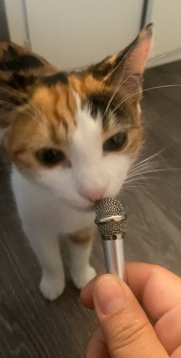 misha_cats's tweet photo. https://t.co/besKNzY34s