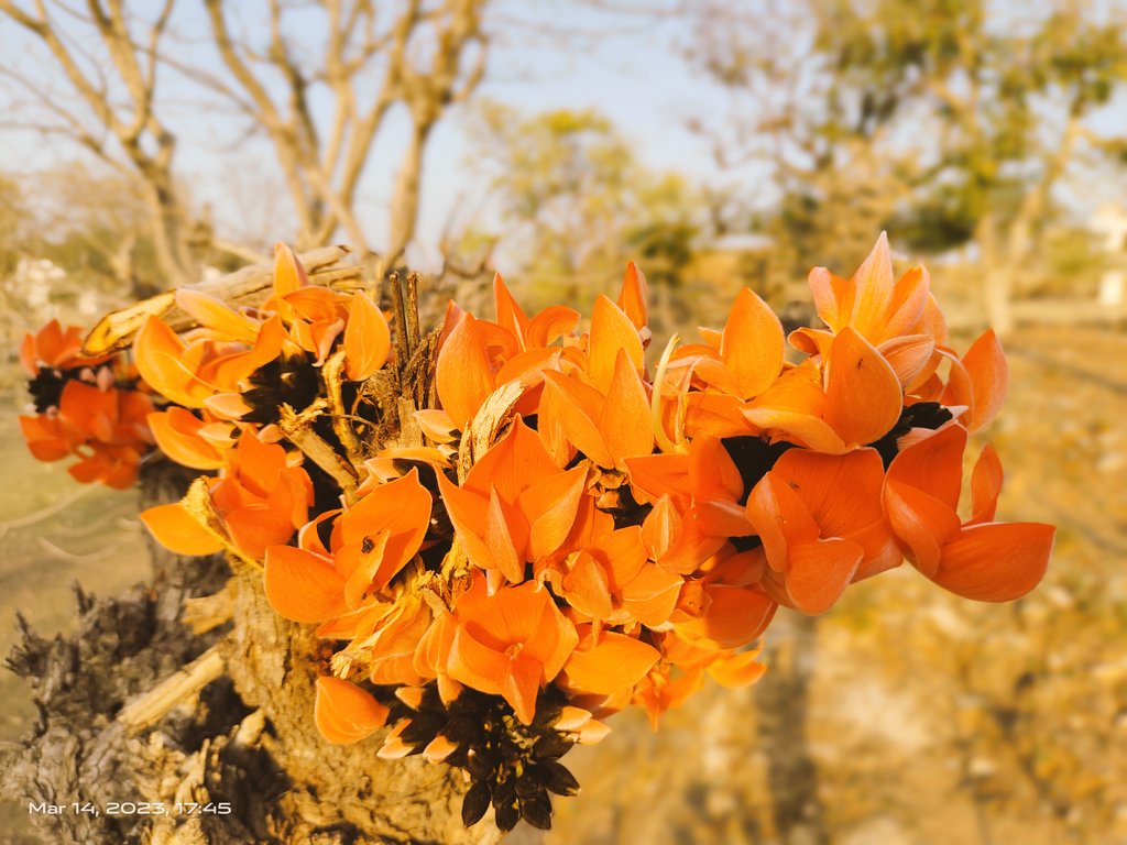 ये किसका फूल है