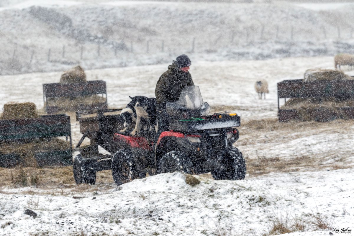 yorkshire_dales's tweet photo. It’s said that #farming is a way of life rather than a job.

James Metcalfe is captured here in #Swaledale with his loyal sheepdogs, feeding his sheep with silage stored from haytime to feed the sheep in winter. Out smiling, whatever the weather!

📷 Tom Kolour @UshaGapCampsite https://t.co/68IbN18Zgi